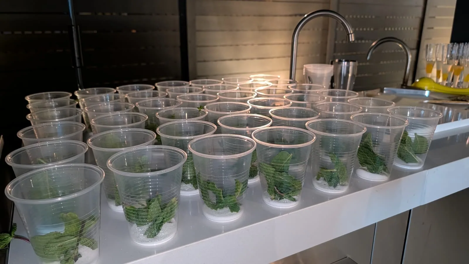 Fresh mint cups prepared for cocktail service